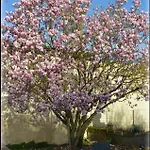 Jardin-darcy - Piscine Au Sel Bois