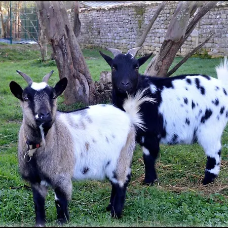 Jardin-darcy - Piscine Au Sel Apartment Bois
