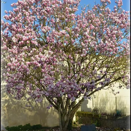 Jardin-darcy - Piscine Au Sel Bois