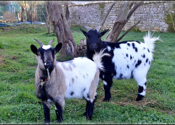 Jardin-darcy - Piscine Au Sel 公寓 Bois