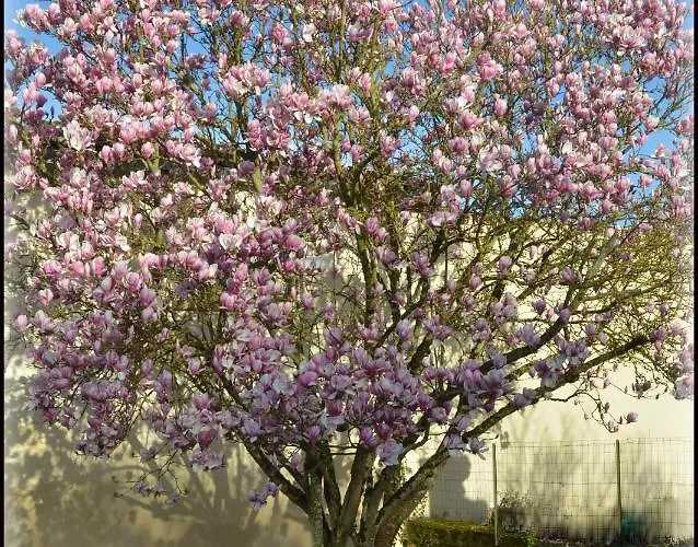 Jardin-darcy - Piscine Au Sel Bois
