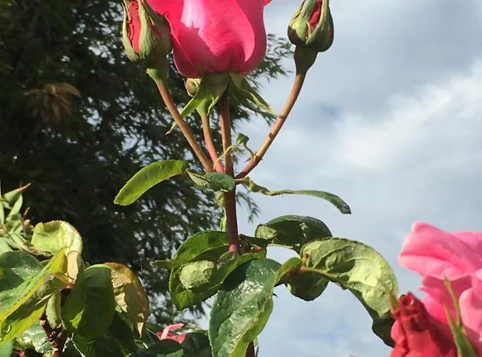 Jardin-darcy - Piscine Au Sel Bois
